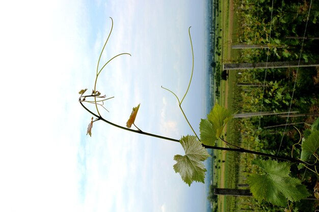 Low angle view of plant against sky