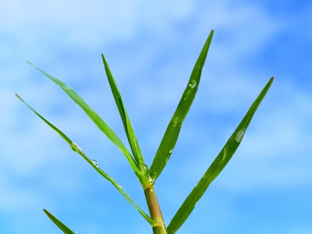 空に照らされた植物の低角度の視点