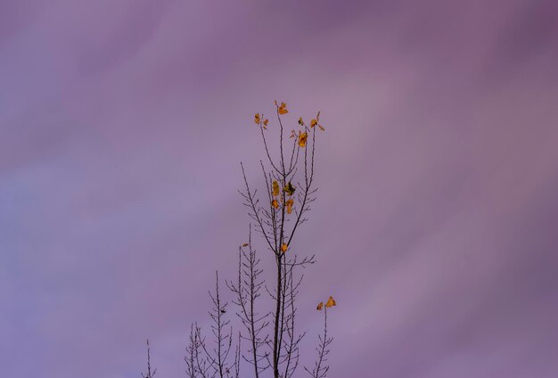 Low angle view of plant against sky