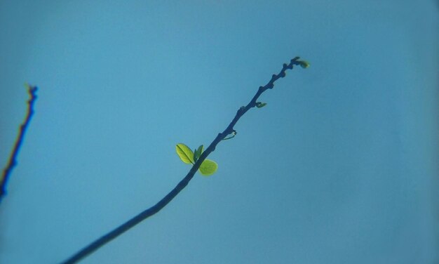Foto vista a basso angolo di un ramo di pianta contro un cielo blu limpido