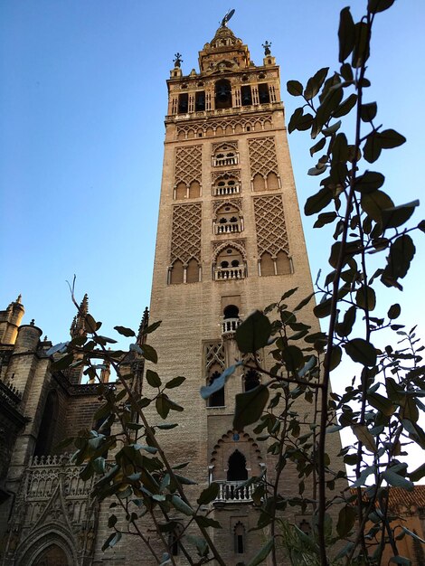 Photo low angle view of plant by giralda against clear blue sky