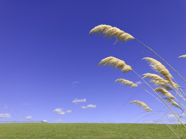 Photo low angle view of plant on land against blue sky