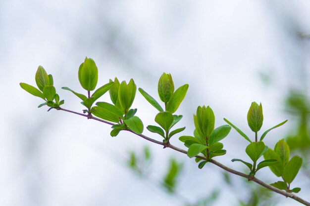 植物の葉を低角度で見る