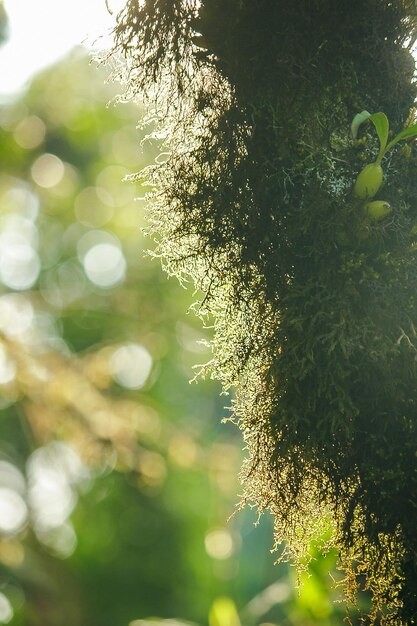 Low angle view of plant on sunny day