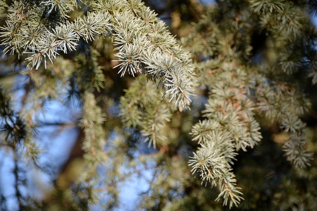 low angle view of plant