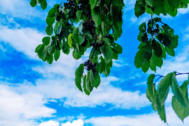 青い空を背景にした植物の低角度の眺め