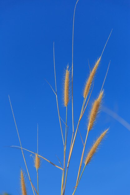 Low angle view of plants against blue sky