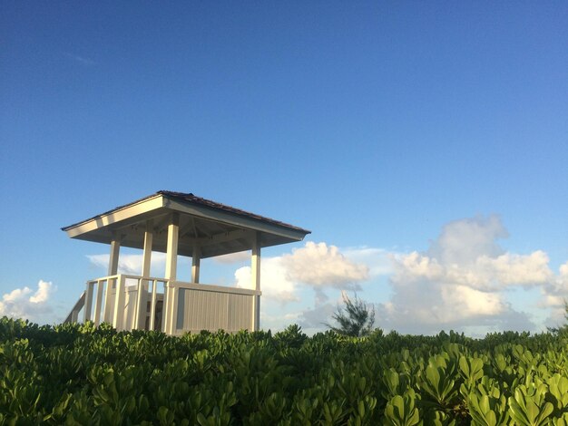 Low angle view of plants against blue sky