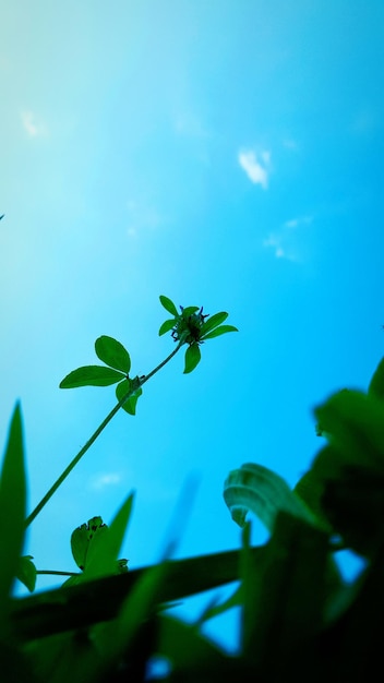 Foto vista a basso angolo delle piante contro il cielo blu