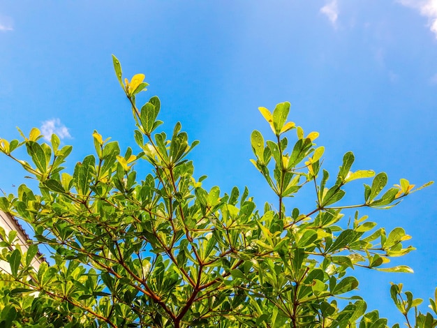 青い空を背景にした植物の低角度の写真