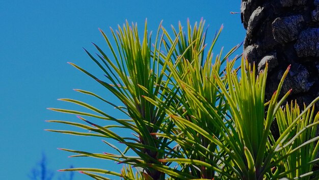 Low angle view of plants against blue sky