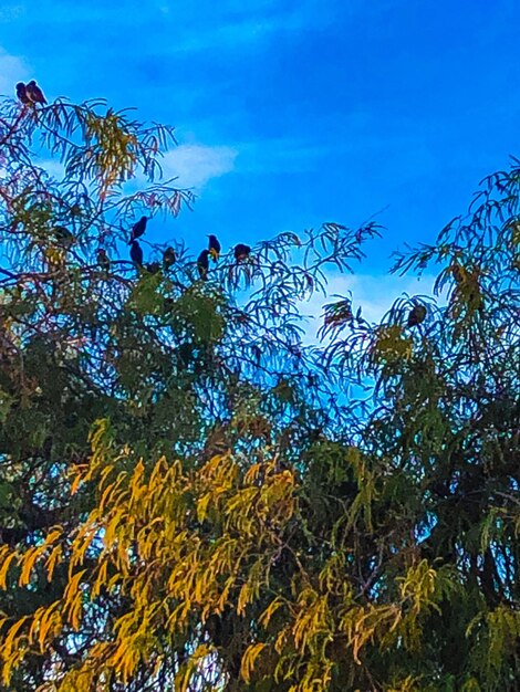 Low angle view of plants against blue sky