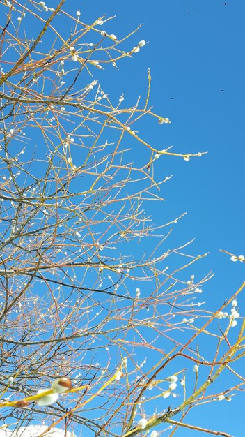 Low angle view of plants against blue sky