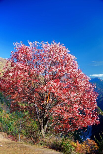 Low angle view of plants against clear blue sky