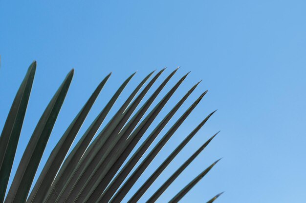 Low angle view of plants against clear blue sky