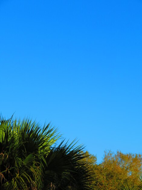 Low angle view of plants against clear blue sky