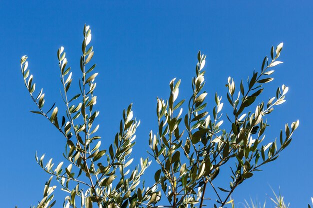 Foto vista a bassa angolazione delle piante contro un cielo blu limpido