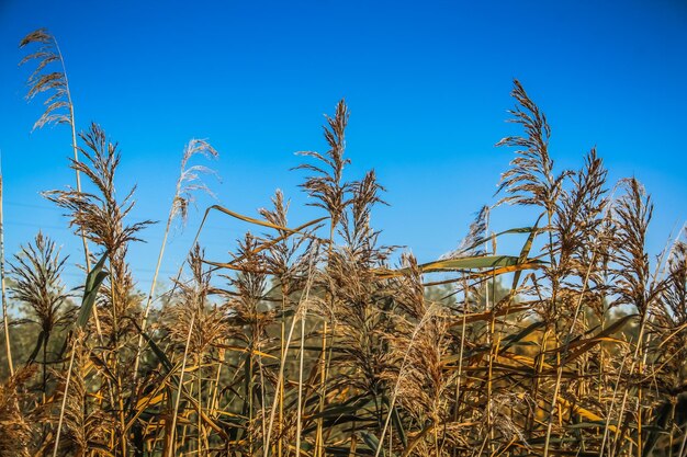 Low angle view of plants against clear blue sky