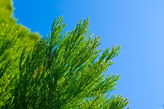 Low angle view of plants against clear blue sky