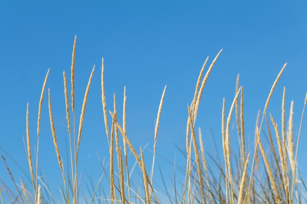 Low angle view of plants against clear blue sky