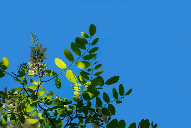 Low angle view of plants against clear blue sky