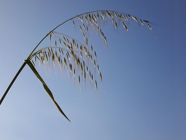 澄んだ青い空に照らされた植物の低角度の景色