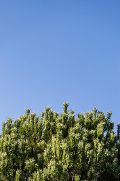 Low angle view of plants against clear blue sky