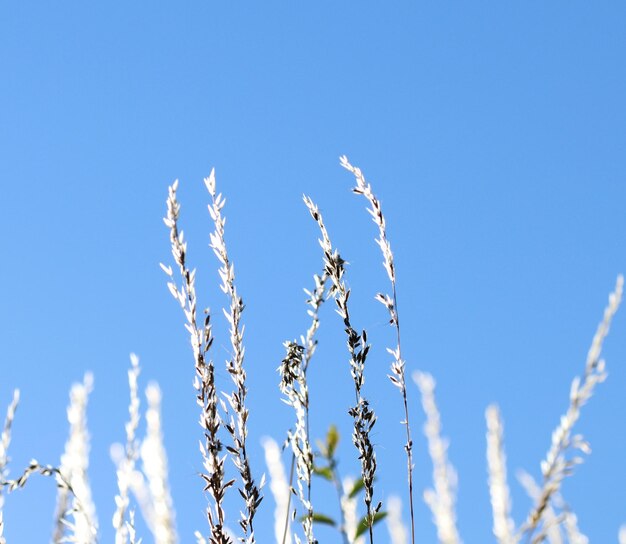 Low angle view of plants against clear blue sky