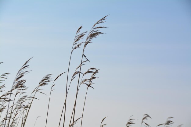 Low angle view of plants against clear sky