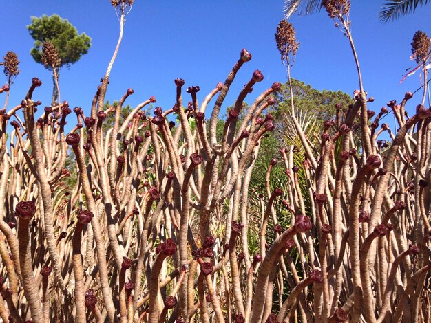 Photo low angle view of plants against clear sky