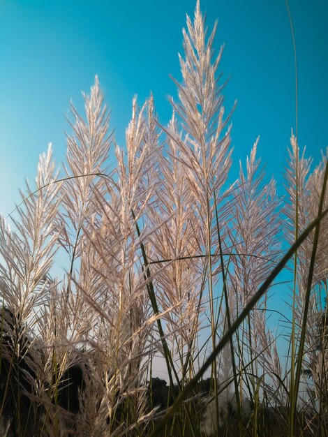 Low angle view of plants against clear sky