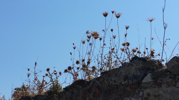 Low angle view of plants against clear sky