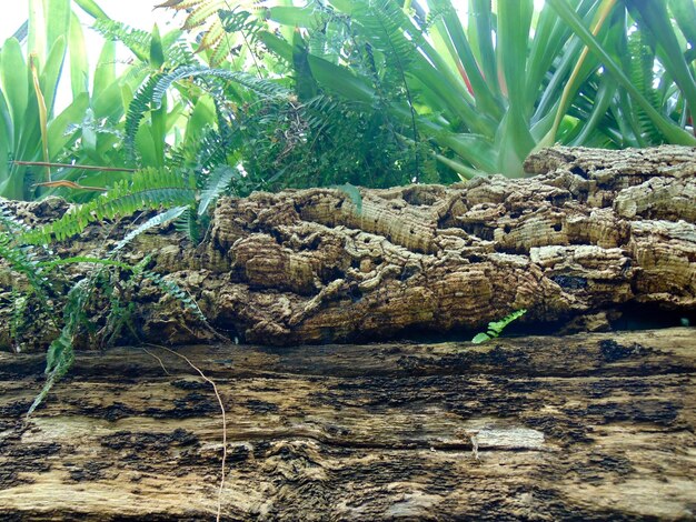 Photo low angle view of plants against rocks