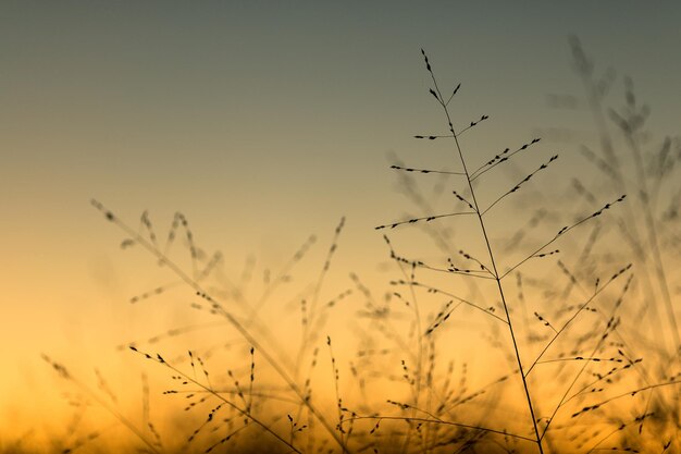 夕暮れの空を背景にした植物の低角度の写真