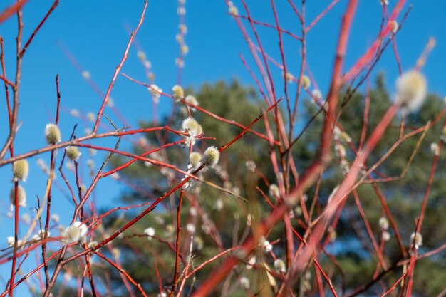 Low angle view of plants against sky