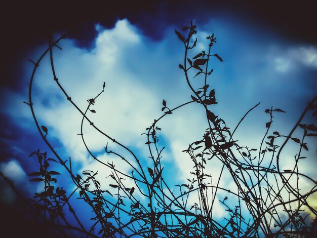 Low angle view of plants against sky