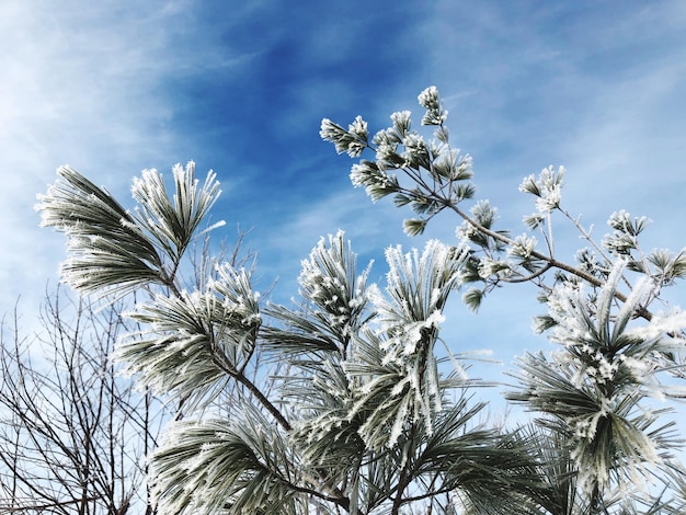 Low angle view of plants against sky