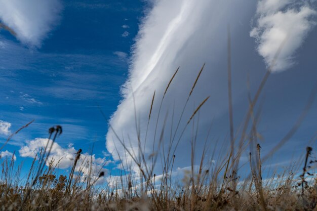 Low angle view of plants against sky