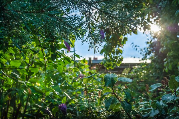 Low angle view of plants against sky