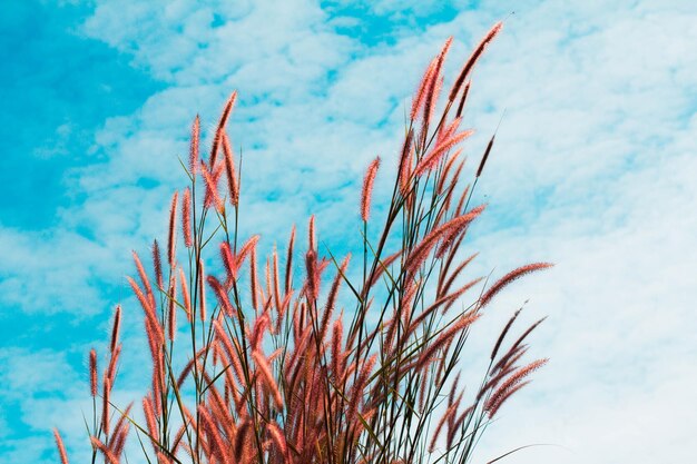 Photo low angle view of plants against sky