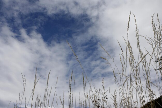 Low angle view of plants against sky