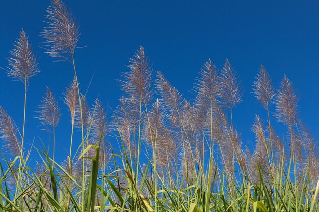 Low angle view of plants on field against clear blue sky