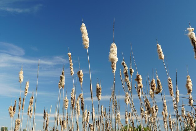 Low angle view of plants on field against sky