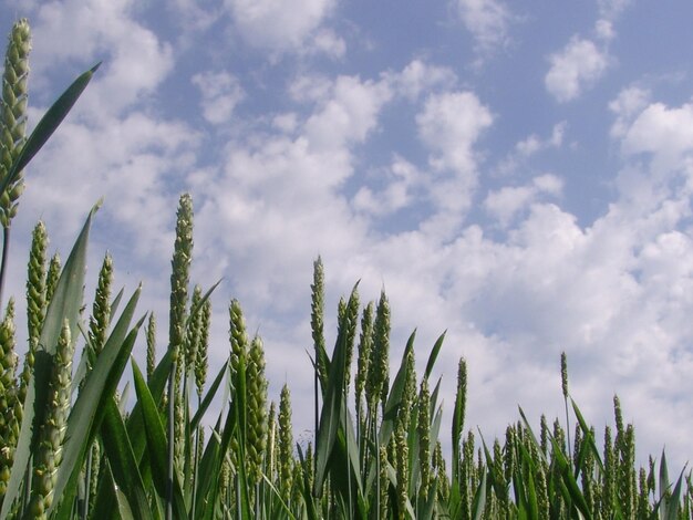 Low angle view of plants on field against sky