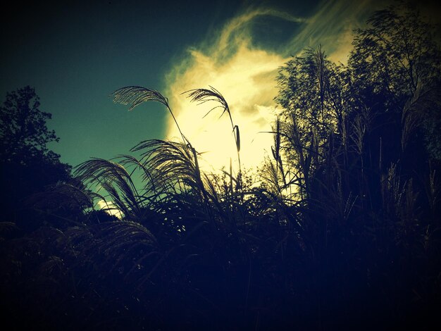 Photo low angle view of plants growing against sky