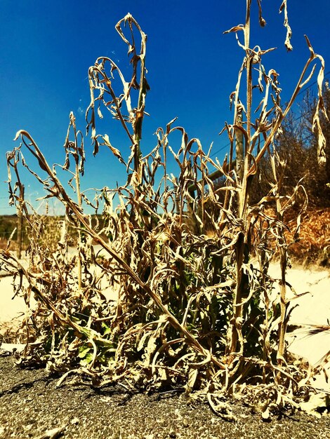 Low angle view of plants growing on field against sky