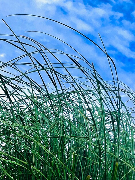 Low angle view of plants growing on field against sky