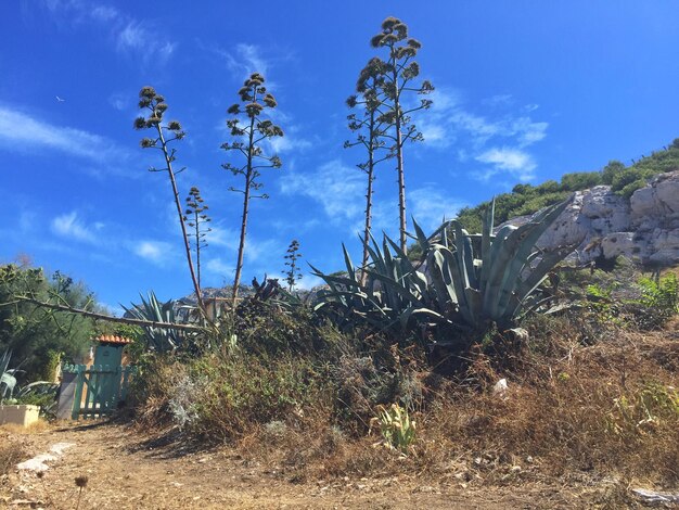 Low angle view of plants growing on hill against sky