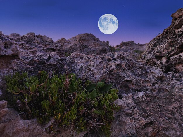 Foto vista a bassa angolazione delle piante che crescono sulla roccia