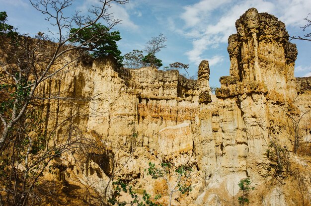 Low angle view of plants growing on rock